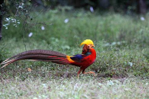 鳳凰是什麼鳥|凤凰